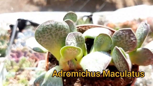 Суккуленты.Новый привоз.Хавортии и крассулы Италия. смотреть онлайн