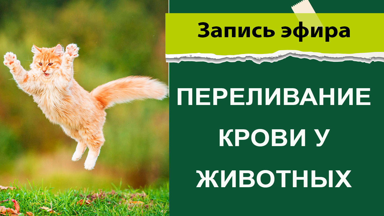 Котонай - сеть ветеринарных центров в России