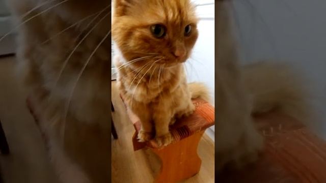 Общипыш. #стрижка #пенсионер #общипали #ножницы #парикмахер смотреть онлайн