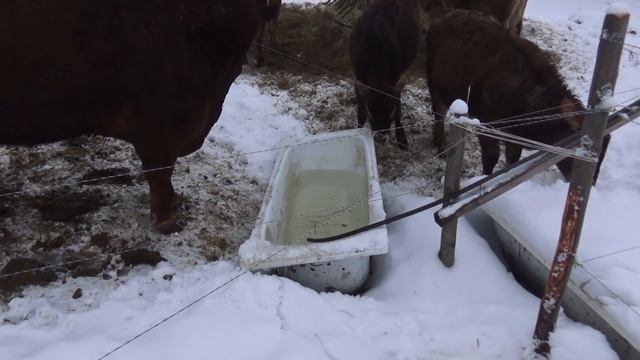 Секреты вольного, беспривязного содержания коров и КРС в целом. смотреть онлайн