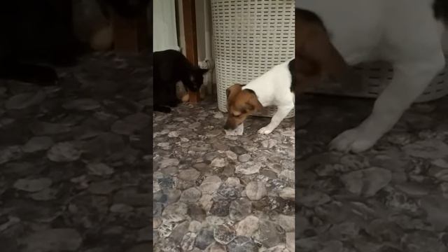 Джек Рассел терьер vs кошка. Миссия : забрать носок) смотреть онлайн