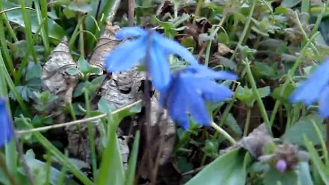 Siberian Squill | Пролеска сибирская (Scilla Sibirica)
