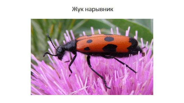 Тема 17. Ядовитые животные смотреть онлайн