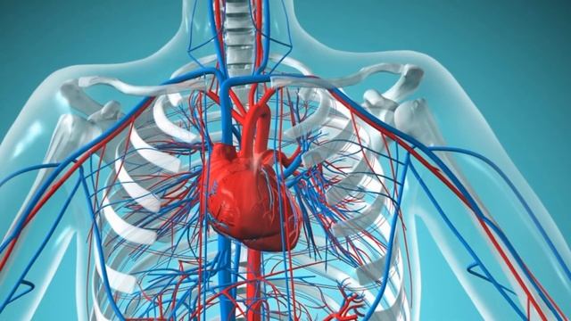 Авокадо: Если каждый день есть Авокадо, то все станет лучше