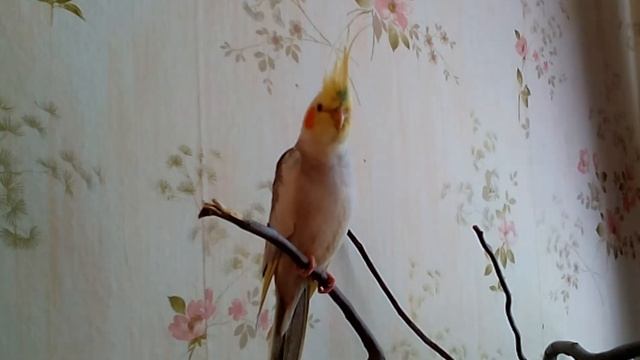 Пение молодого самца Кореллы. смотреть онлайн