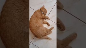 зачем коту нужны усы    #shorts #шортс #кот #коты #животные #питомец #рыжийкот #котэйка