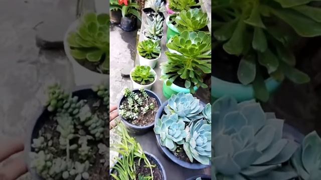My Best Succulents [ Echeveria, turtle vine, Aeonium etc]. смотреть онлайн
