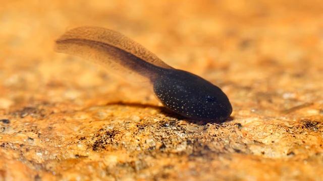 Мир животных. Лягушки. смотреть онлайн