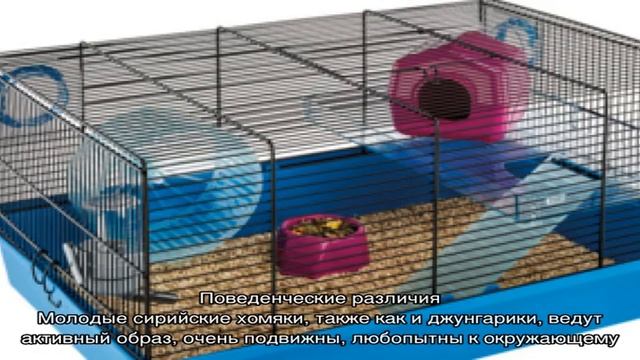 Хомяк сирийский: как кормить и ухаживать в домашних условиях смотреть онлайн