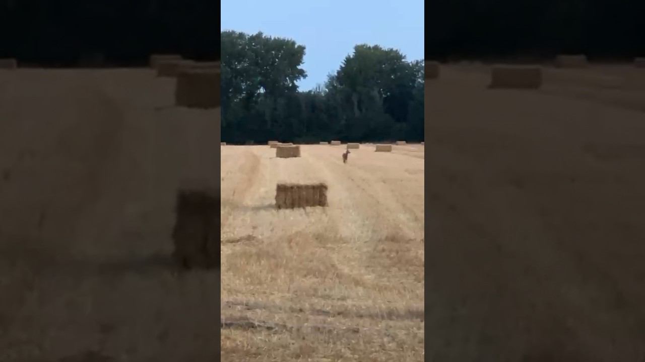 Косуля на полях Германии #охота #hunting #охотаназайца #охотанагуся смотреть онлайн