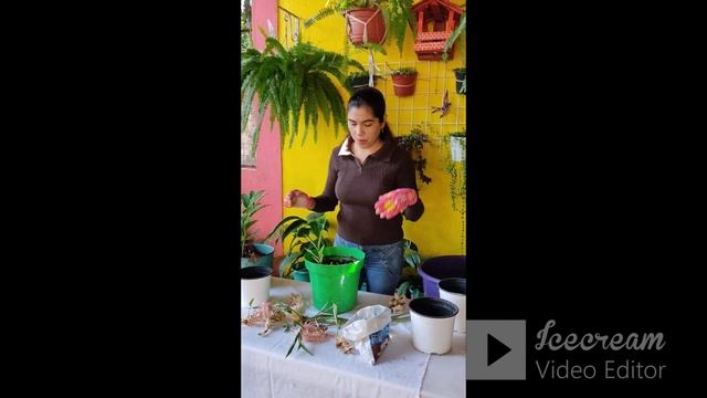 Alpinia Purpurata --Sembrando plantulas смотреть онлайн