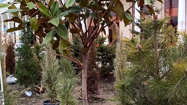 ЛАНДШАФТНЫЙ ДИЗАЙН, АРЧАЛАР, ТУВАК ГУЛЛАР, ПАЛЬМА КУЧАТЛАР, 2021 НАРХИ КУКОН смотреть онлайн