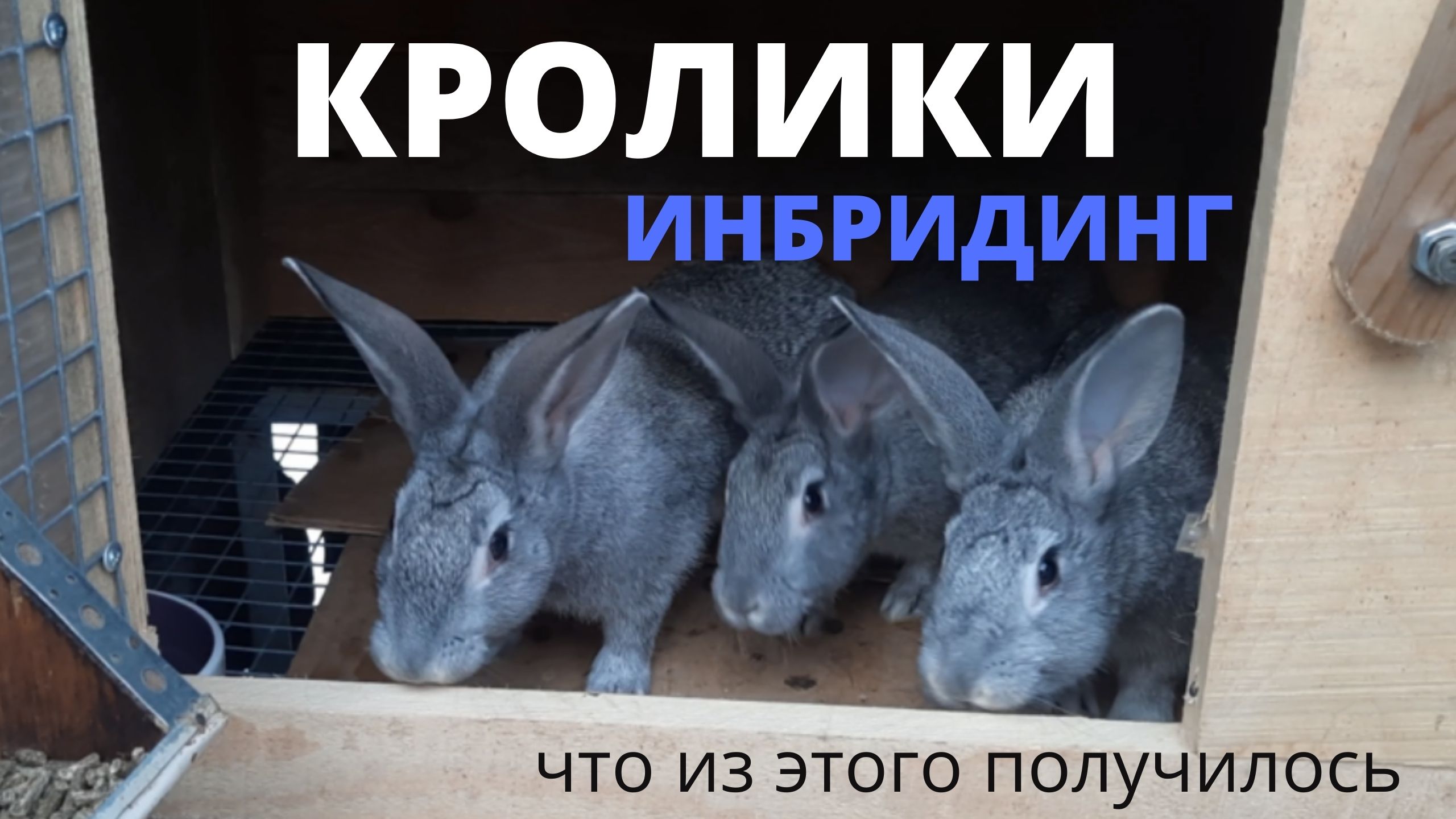 Кролики. Инбридинг. смотреть онлайн