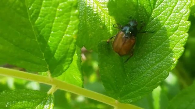 Жуки. Пластинчатоусые жуки. Хрущ садовый (Phyllopertha Horticola) - 2 смотреть онлайн