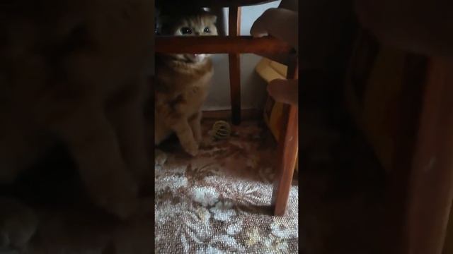 Буйный кот смотреть онлайн