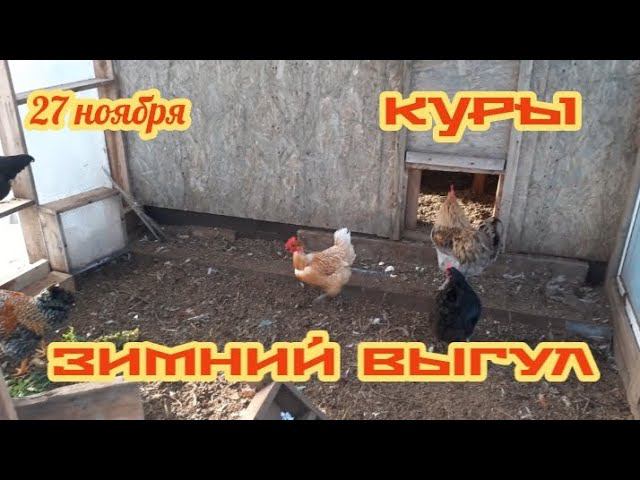 Конец ноября. Куры на зимнем выгуле.... смотреть онлайн