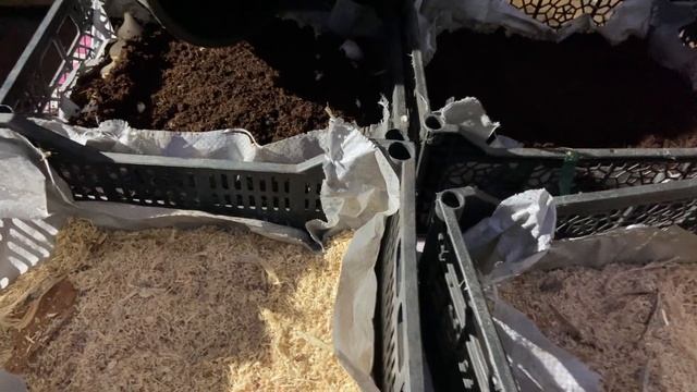 #посадка_тюльпанов_на_выгонку_8Марта "Цветы от Фаины"???#planting_tulips_for_forcing_8 March смотреть онлайн