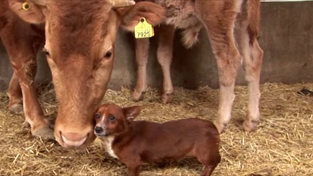 На глазах у пса появились слезы, когда он понял, что хозяева продают его лучшую подругу