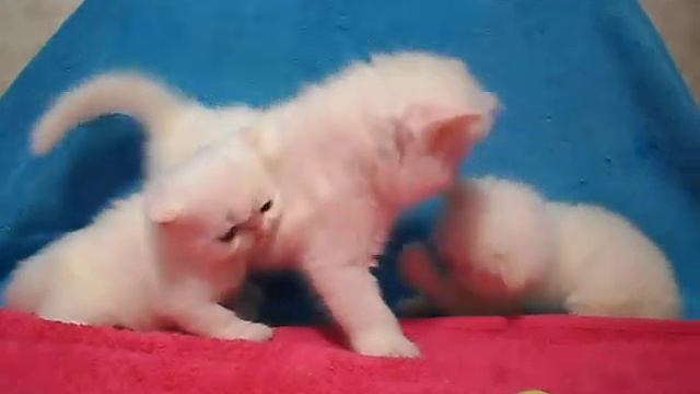 Три котенка смотреть онлайн