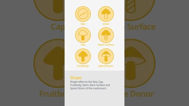 Greencracked brittlegill (Russula virescens) | Shape | Practical Short Profile | Shroomers смотреть онлайн