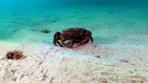 Крабы Чёрного моря