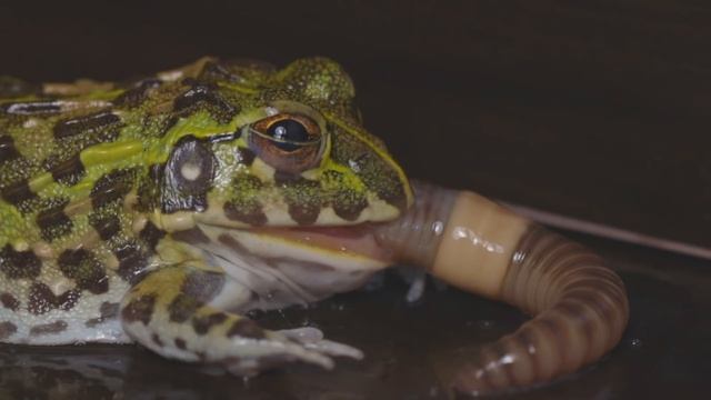 Can The African Bullfrog Baby Eat a Long Earthworm? смотреть онлайн