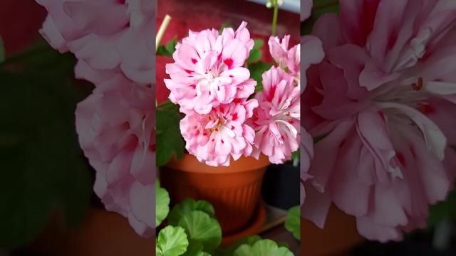 пеларгония зонартик Lara Happy смотреть онлайн