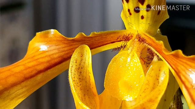 Paphiopedilum gratrixianum. Цветение орхидеи. смотреть онлайн