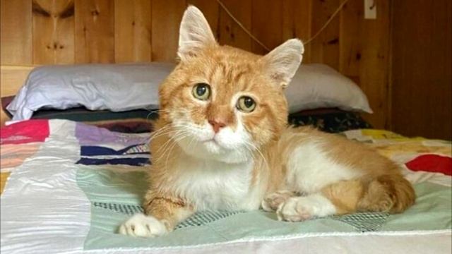 Кот шёл к хозяину 8 лет, не зная что его уже нет в живых смотреть онлайн