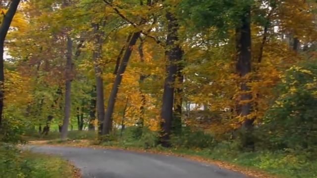 У берез и сосен смотреть онлайн