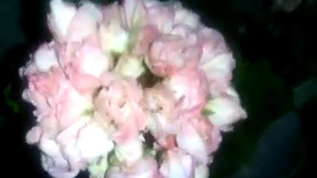Розебудные пеларгонии Fisher's Appleblossom и Denise смотреть онлайн
