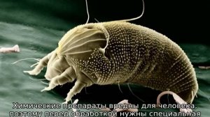 Галловый клещ на груше