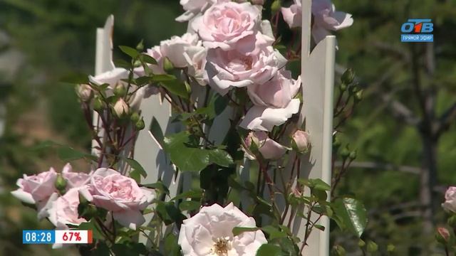 Коллекционный сад роз смотреть онлайн