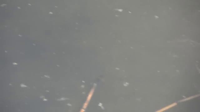 Нерест карася 04052014 10 00 вдх Лошица Минск смотреть онлайн