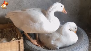 Гусыни садятся на яйца – ответственные мамаши