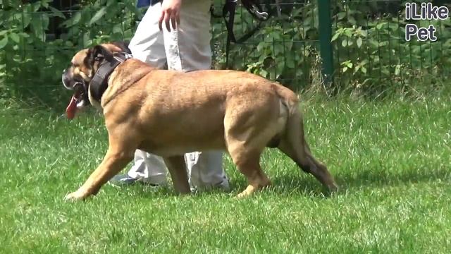 Содержание бойцовой собаки смотреть онлайн