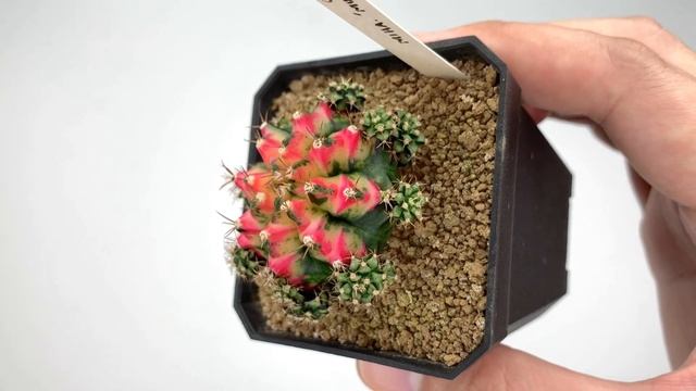 Gymnocalycium (variegated) Cactus Collection Part 1 — Ep 05 смотреть онлайн