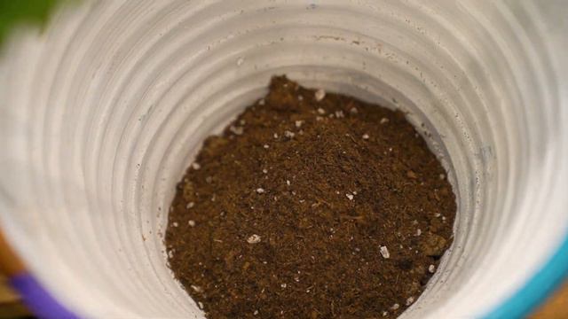 Asplenium Bitkisinin Qulluq Qaydaları | İlkin və Yaşar Yusub | "Gül Kimi" смотреть онлайн