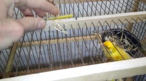 Канарейки из чего строят гнёзда.