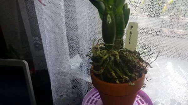 Cattleya (Cattlianthe) Little Hazel - amazing fiery red orchid :X