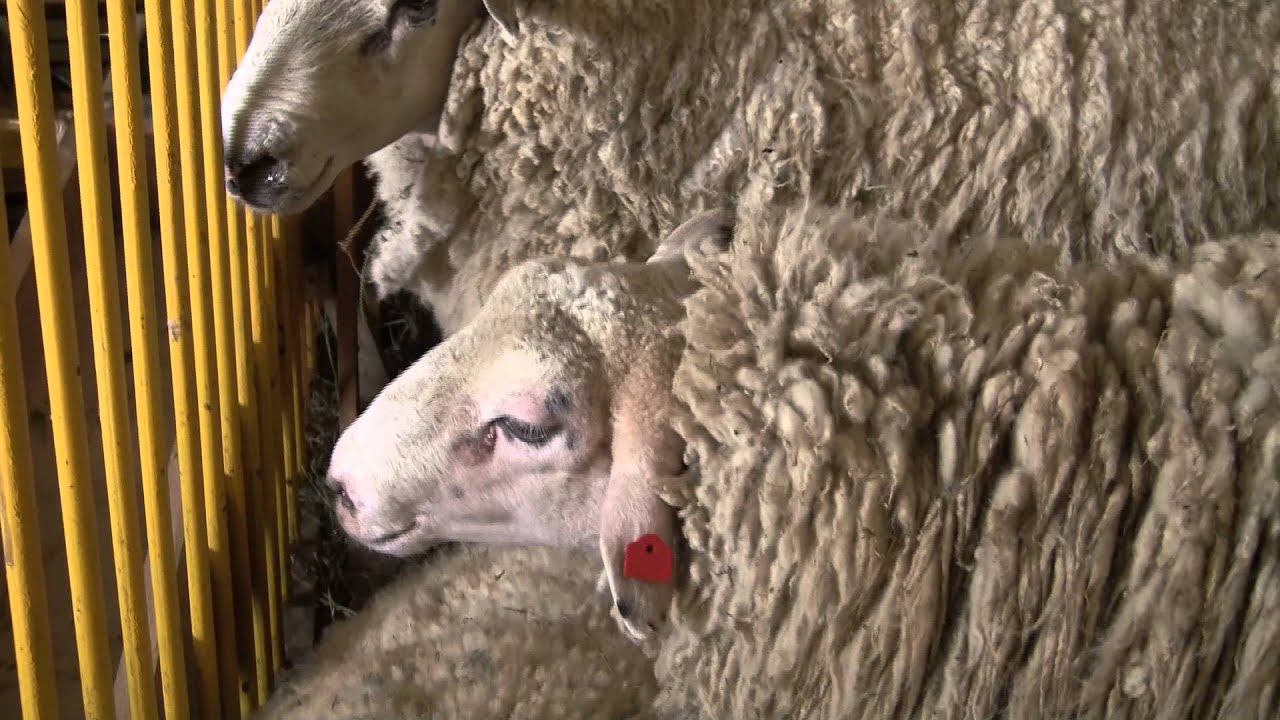 Овцы полутонкорунных пород на Всероссийской выставке племенных овец г Элиста