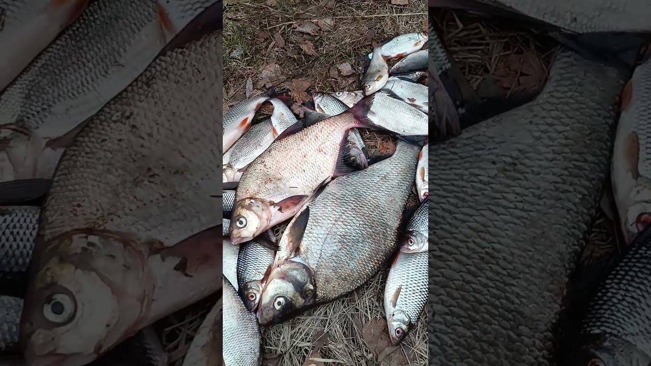 Наловили рыбы на фидер #рыбалка #shortvideo #fishing #fishingvideo #природа смотреть онлайн