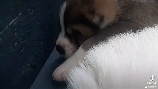 Питомник ЗУР БАШИ ❤ (АЛАБАЙ ЩЕНКИ АЛАБАЯ САО) +7 937 36 999 03 WatsApp; смотреть онлайн