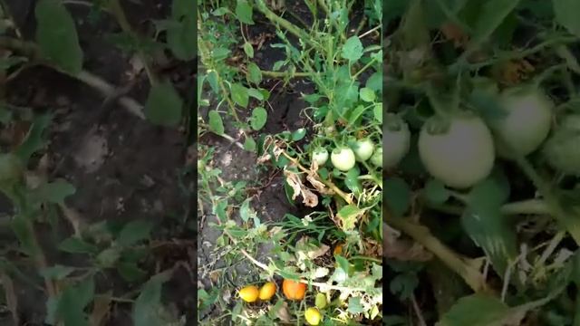 хороший урожай.первый виноград смотреть онлайн