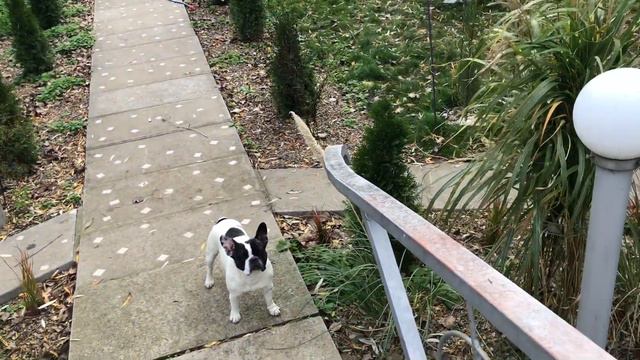 Помяни бульдогов и они тут как тут! смотреть онлайн