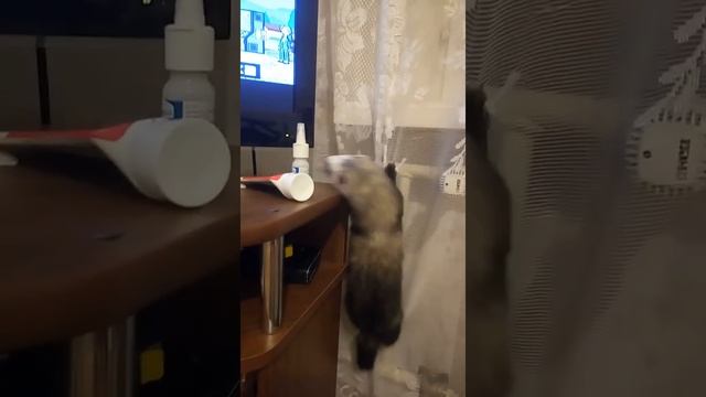 Хорек.!Забавные животные! смотреть онлайн