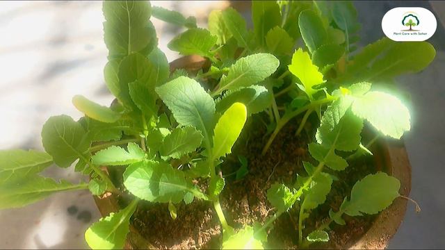 Plant Care with Sahar | THE BEST WAY TO GROW RADISH PLANT смотреть онлайн