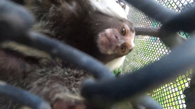 Арендовали байк в Тайланде, зоопарк в Паттае смотреть онлайн