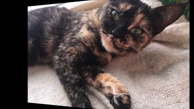 История спасения кошки с улицы. Кошечке найден новый хозяин. смотреть онлайн