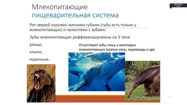 Биология - 7 класс - Общая характеристика млекопитающих. Внутреннее строение млекопитающих смотреть онлайн